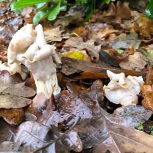 Fluted White Helvella