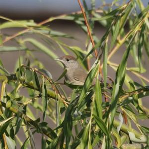 Blackcap