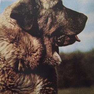 Unknown Breed