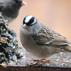 White-crowned Sparrow