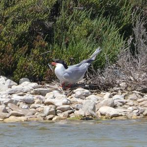 Common Tern