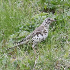 Mistle Thrush