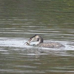 Great Crested Grebe