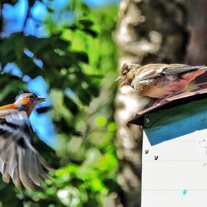 Eurasian Chaffinch