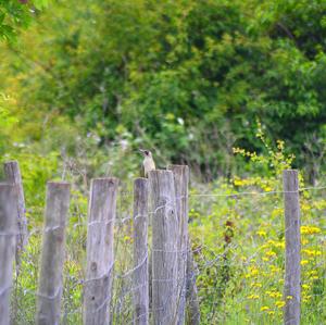 Eurasian Green Woodpecker