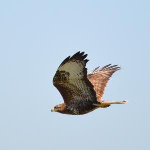 Common Buzzard