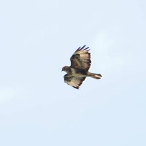 European Honey-buzzard