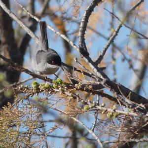 Sardinian Warbler