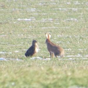 Common Buzzard