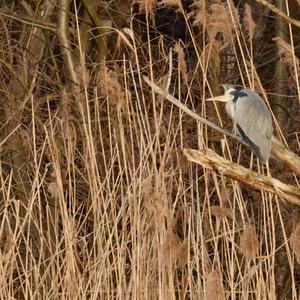 Grey Heron