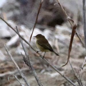 Common Chiffchaff