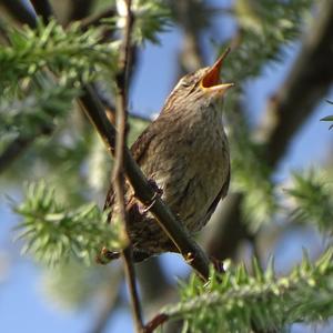 Winter Wren