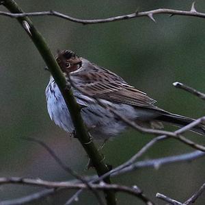 Little Bunting