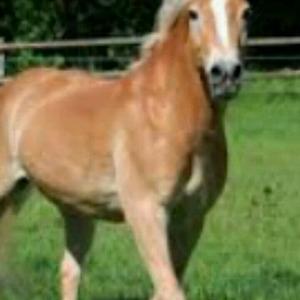 Haflinger