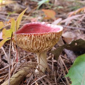 Emetic Russula