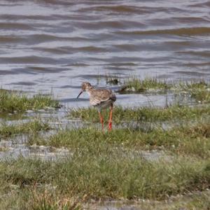 Common Redshank