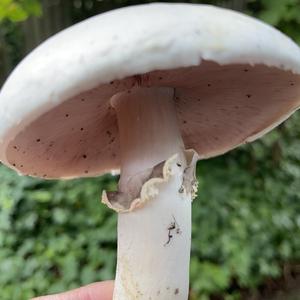 Spring Agaric