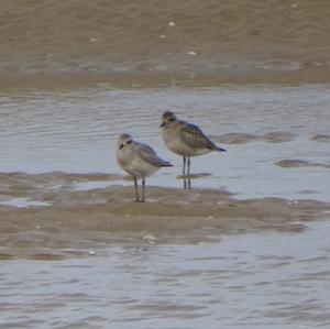 Grey Plover