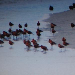 Black-tailed Godwit