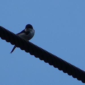 Northern House-martin