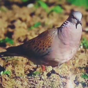 European Turtle-dove