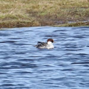 Smew