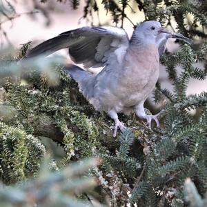 Common Wood-pigeon