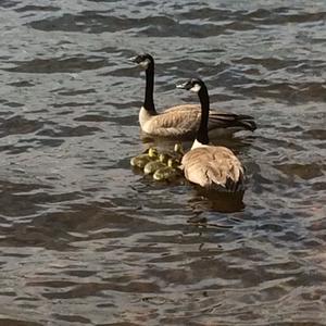 Canada Goose