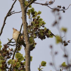 Song Thrush