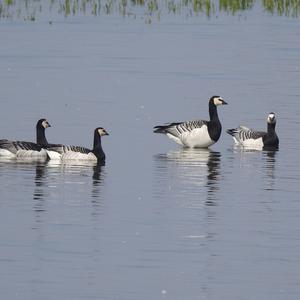 Barnacle Goose