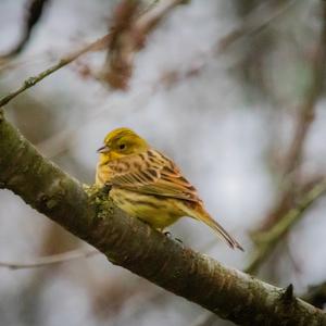 Yellowhammer