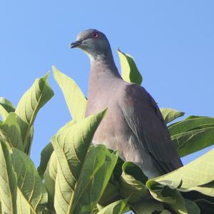 Pale-vented Pigeon