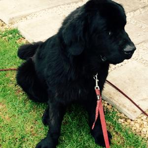 Unknown Breed