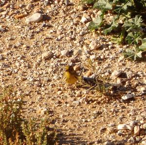 European Serin