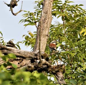 Red-backed Shrike