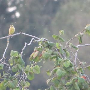 Yellowhammer