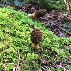 Black Morel