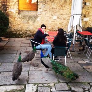 Green Peafowl