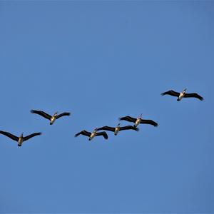 Brown Pelican