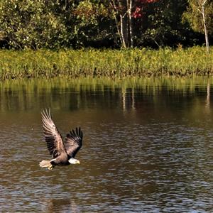 Weißkopfseeadler