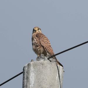 Common Kestrel