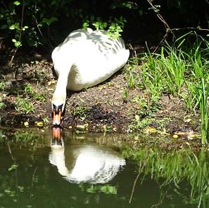 Höckerschwan