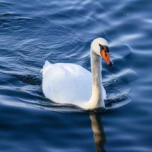 Mute Swan