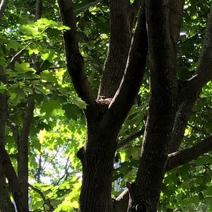 American Robin