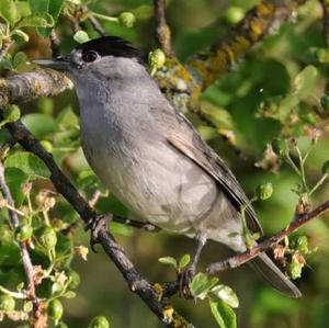 Blackcap