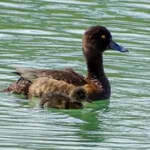 Tufted Duck