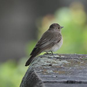 Spotted Flycatcher