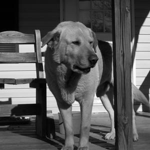 Unknown Breed
