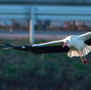 White Stork