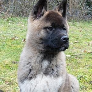 American Akita